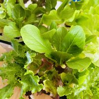 ミックスレタス,種から,野菜 水耕栽培,室内栽培,野菜の収穫の画像