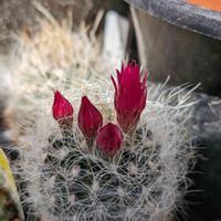 サボテンの花,戦争反対,平和を願う☆,鬱病に負けるな,がんに負けるな！の画像