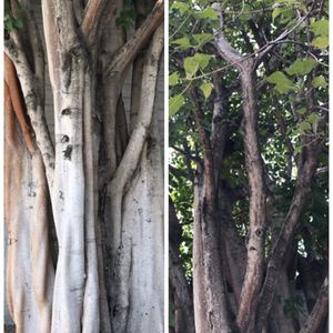 インドボダイジュ,シンボルツリー,一心寺の画像