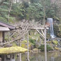 アセビ,ショウジョウバカマ,兼六園,三芳庵の画像