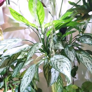 アグラオネマ・シルバークイーン,観葉植物,ジャングル,ジャングル化計画の画像