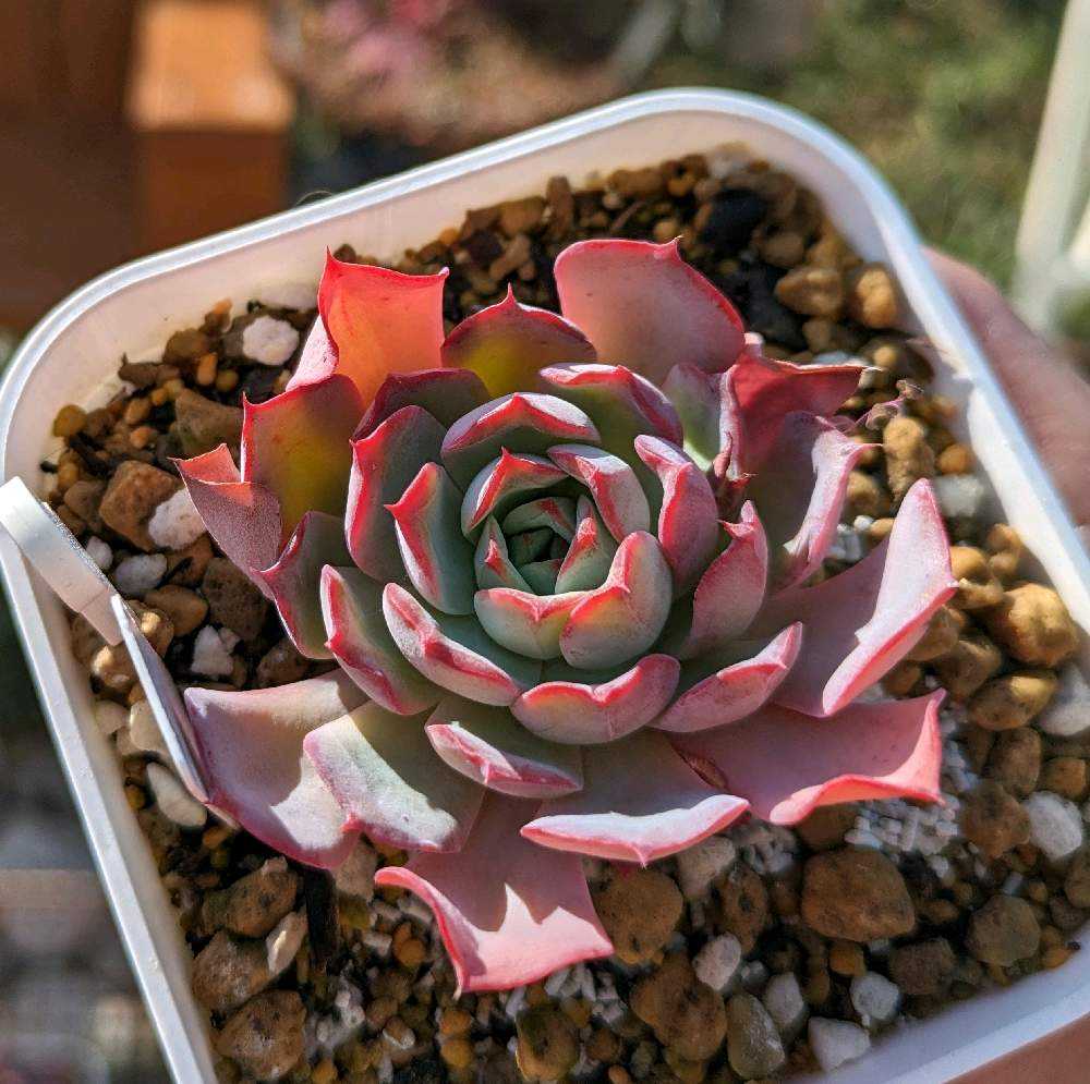 608🌹レグレンカンテ｜🍀GreenSnap（グリーンスナップ）