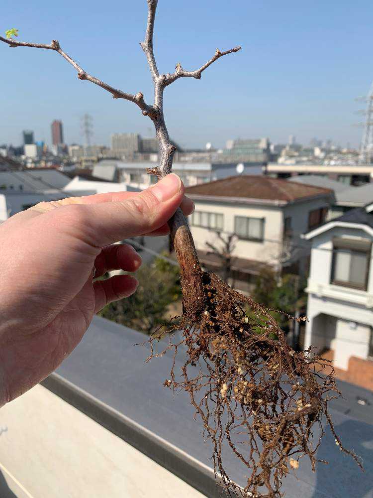 コミフォラモンストローサ commiphora monstrosa｜🍀GreenSnap