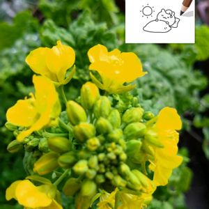 菜の花,黄色い花,プランター栽培,種からの栽培,菜花の栽培の画像