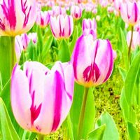 チューリップ,かわいい,花壇,ピンク,感謝の画像