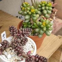 セダム,緑亀の卵,玉蓮 ,多肉植物,多肉大好きの画像