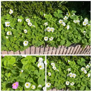 オキザリス,花のある暮らし,白いお花,フェンスの画像