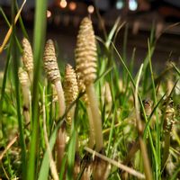 スギナ,スギナ,スギナ,スギナ,スギナの画像