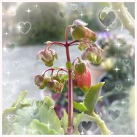 カランコエ,カランコエウェンディ,多肉植物,お花大好き♡,復興祈願の画像