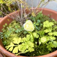 アネモネ,卒業おめでとう✨,八重咲き アネモネ,ほしつながり,ＧＳだヨ！全員集合の画像