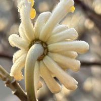 ミツマタ,山野草,今日のお花,花見山便り,はじっコの玉ボケ集‪ෆ‪.*･ﾟの画像