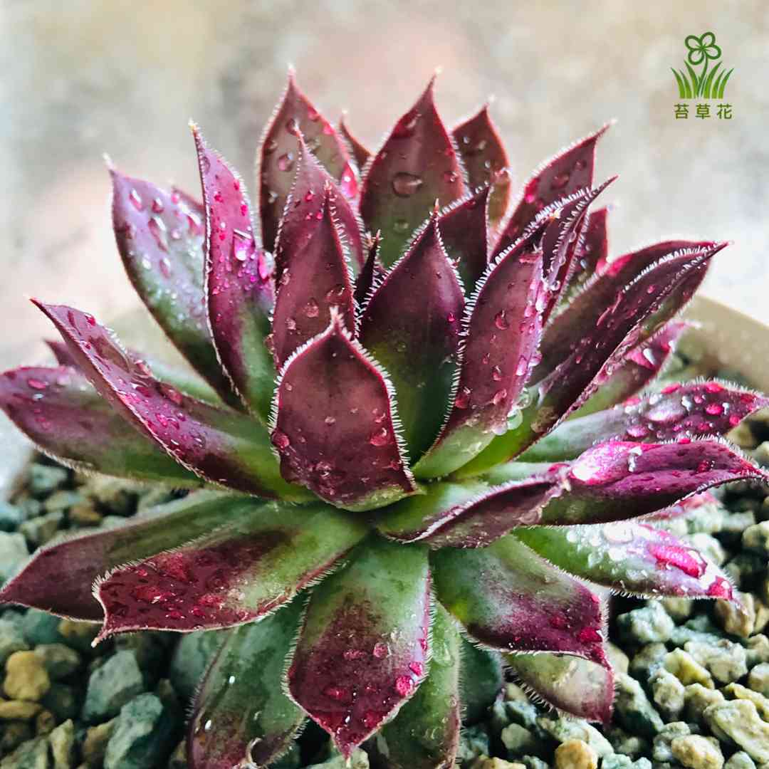 センペルビウム ファイヤーバードの一覧｜🍀GreenSnap（グリーンスナップ）