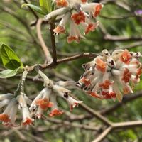 ミツマタ,アカバナミツマタ,黄色い花,今日のお花の画像
