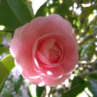 パンジー・ビオラ,ヒマラヤユキノシタ,オトメツバキ（乙女椿）,花言葉,大好きなお花の画像