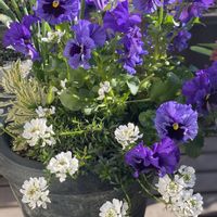 イベリス,ビオラ,ラベンダー メルロー,鉢植え,開花の画像