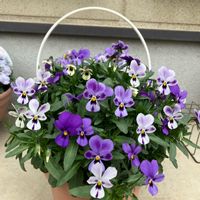 ビオラ,ビオラ,鉢植え,紫色の花,お花好きの画像