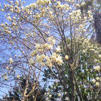 コブシ,マグノリア,ハクモクレン,白木蓮,モコの散歩道の画像