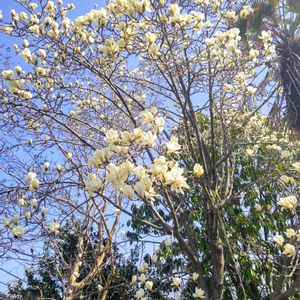 コブシ,マグノリア,ハクモクレン,白木蓮,モコの散歩道の画像