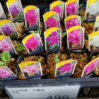 ピンク系の花,日本桜草, 山野草,日本サクラソウ,花のある暮らしの画像