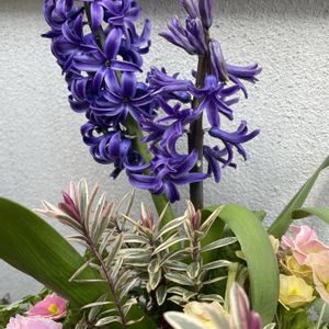 ヒヤシンス,寄せ植え,可愛い,ギャザリング,季節の花の画像