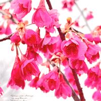 緋寒桜,寒緋桜,花言葉,ピンクの花,木の花の画像