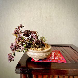 大実コケモモ,盆栽,植え替え,山野草,京都ウィスキーの画像