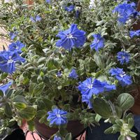 アメリカンブルー,鉢植え,リビング,花のある暮らし,青紫の花の画像