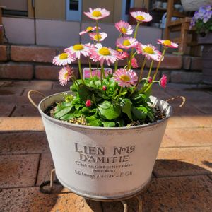 イングリッシュデージー ロリポップ,ガーデニング,花いろいろ,寄せ植え大好き,小さい花壇の画像