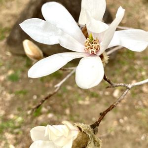 コブシ,シデコブシ,今日のお花,樹木の花,ciitaの樹木図鑑の画像