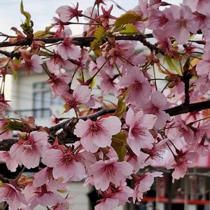 さくら サクラ 桜,折り紙の花,手作り,桃色のお花,ピンクワールドへようこその画像