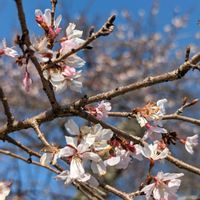 オリーブの木,オタフクナンテン,二季咲桜,二季咲桜,彦根城✨の画像