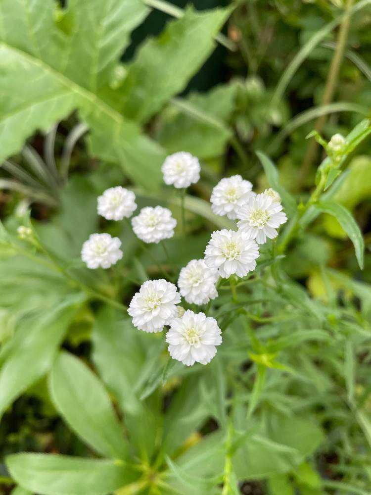 白い花🤍だヨ！全員集合🌻🐸🌵｜🍀GreenSnap（グリーンスナップ）