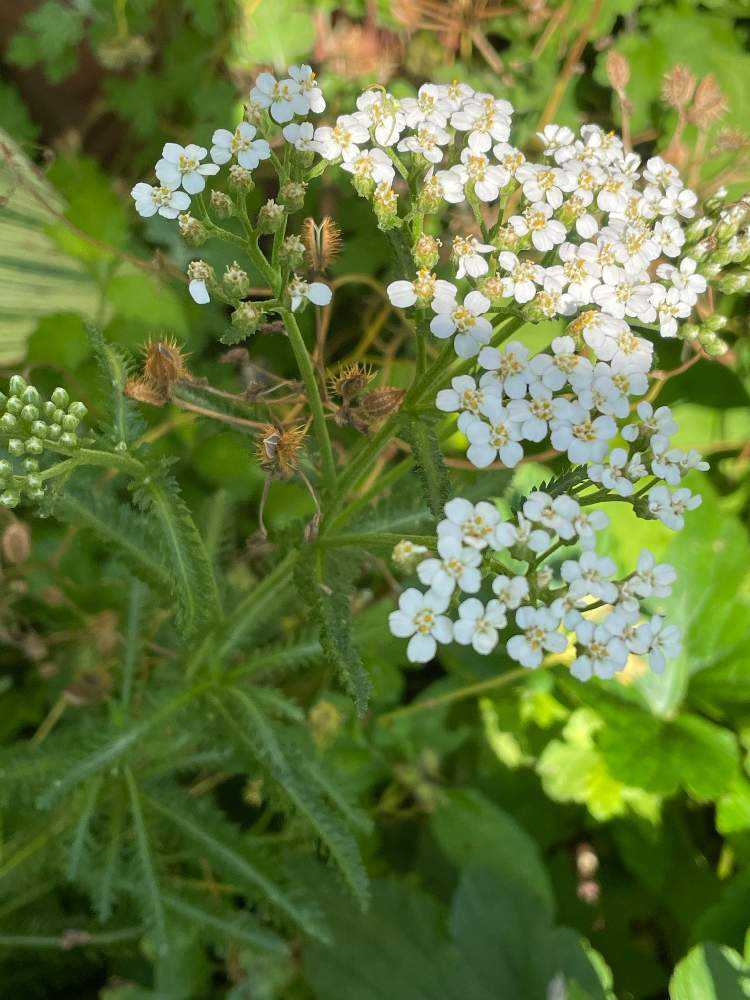 白い花🤍だヨ！全員集合🌻🐸🌵｜🍀GreenSnap（グリーンスナップ）