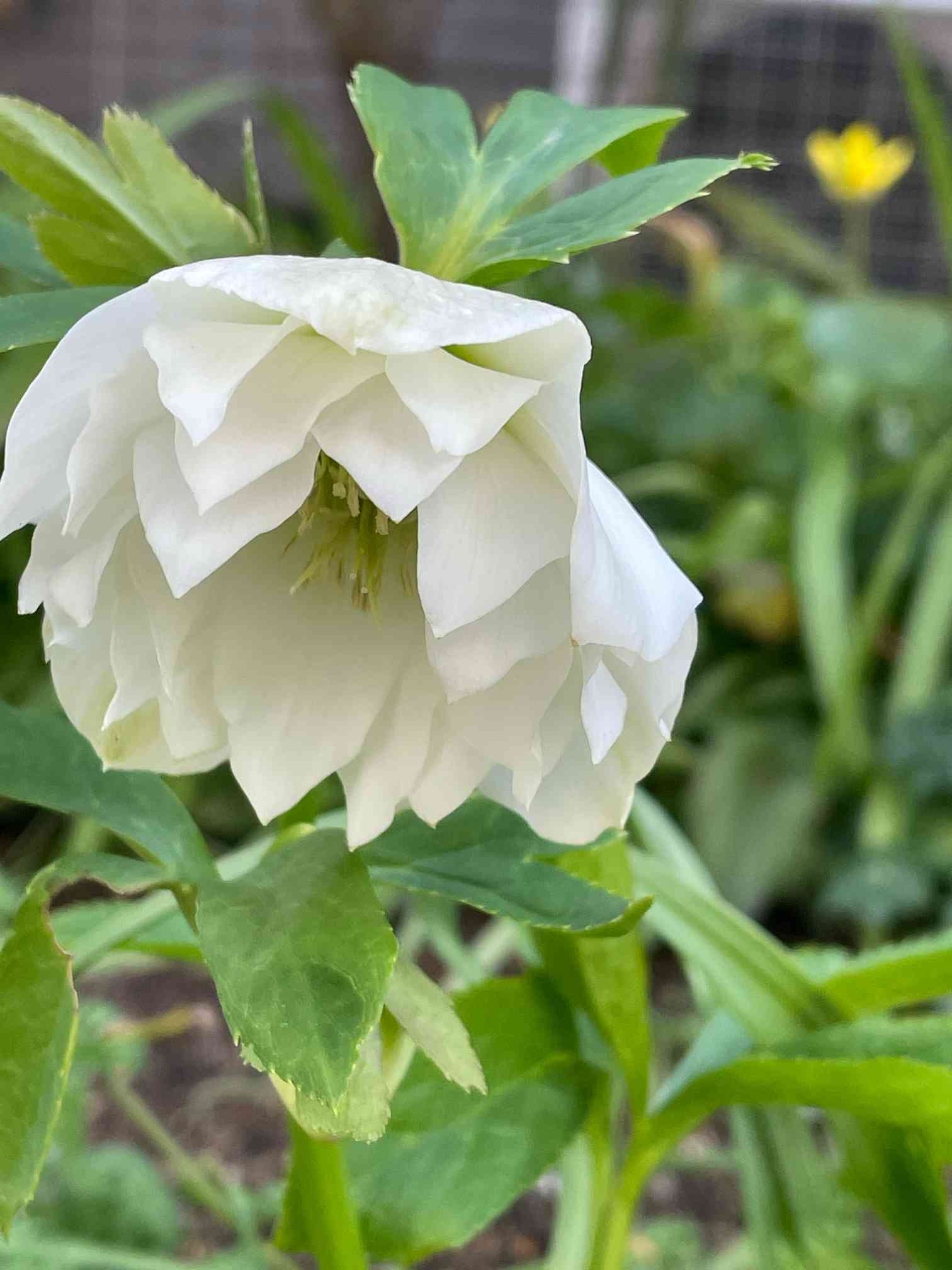 日本画(13)　白い花 日本画(13) 白い花 日本画(13) 白い花 日本画(13) 白い花 - メルカリ