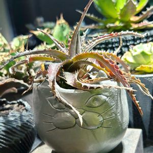 ディッキア gray ops,多肉植物,観葉植物,ディッキア,植木鉢の画像