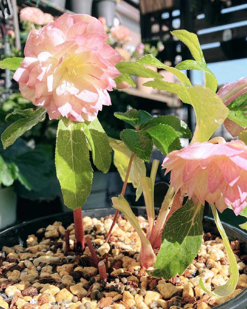 ☆、チョラコ様ご購入苗㉕-525㉕-531㉕-533✿㉕-506クリスマスローズ ☆チョラコ☆様ご購入苗㉔-573㉔-567㉔-565㉔-557クリスマスローズ