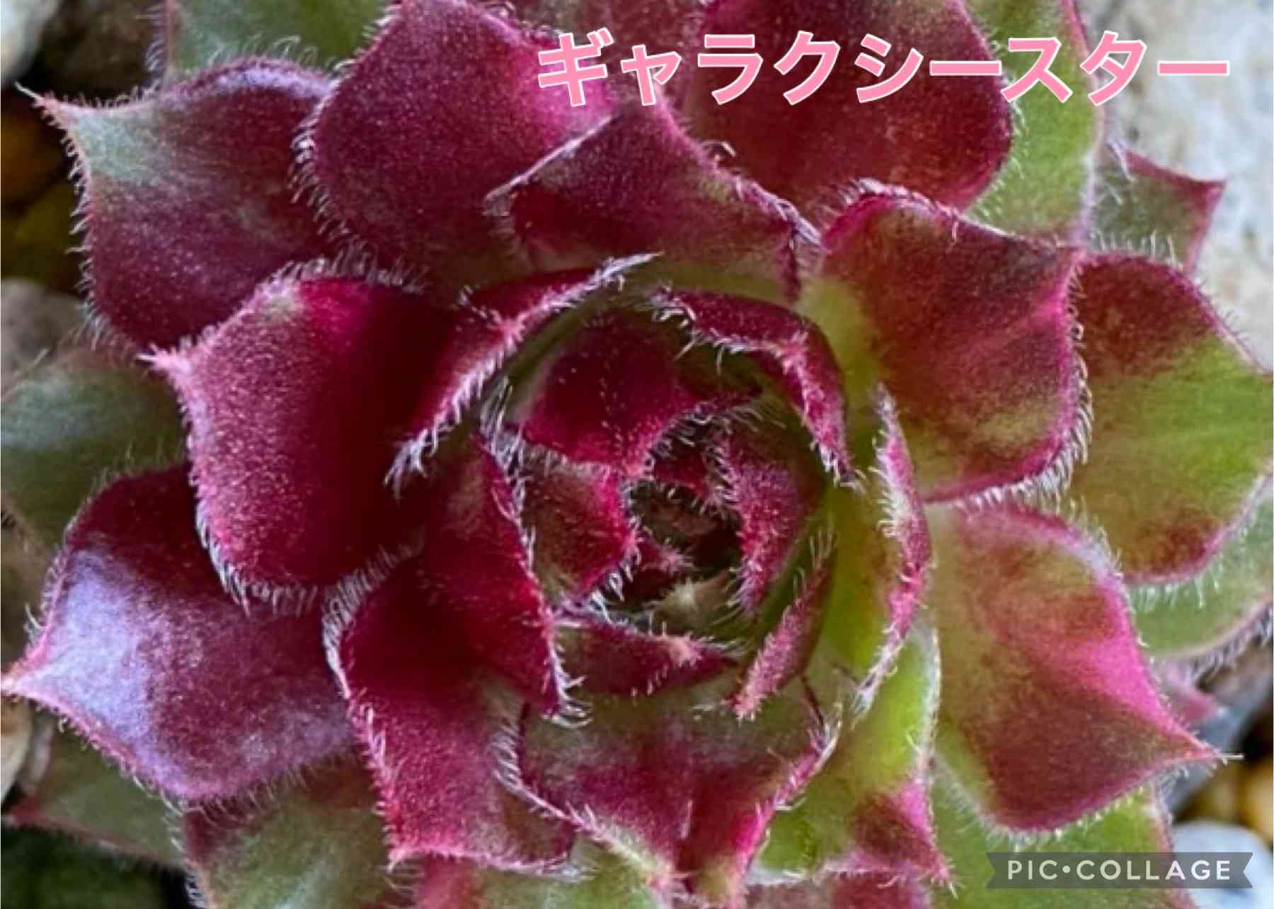 センペルビウム　紅夕月 楽天市場】紅夕月（ベニユウヅキ） センペルビウム属 多肉植物