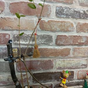 トベラ,ウォーターマッシュルーム,苔(コケ),どんぐり,盆栽苔の画像