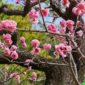 梅の花,日本庭園,お出掛け先,名古屋市,白鳥庭園の画像