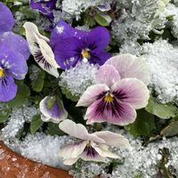 淡雪,春の雪,花のある暮らし,ビオラの寄せ植え,早春の画像