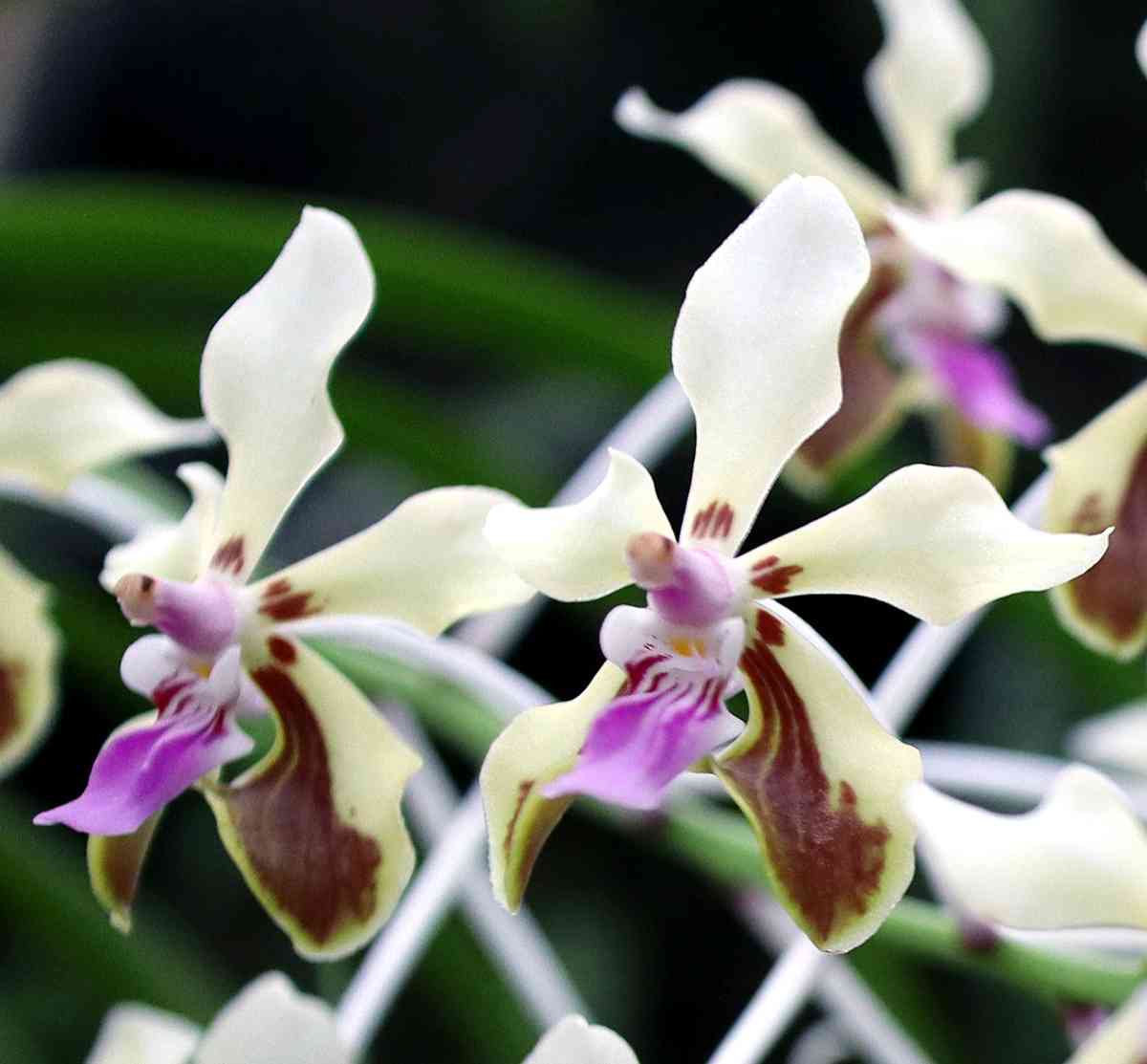 コウトウヒスイランの一覧｜🍀GreenSnap（グリーンスナップ）