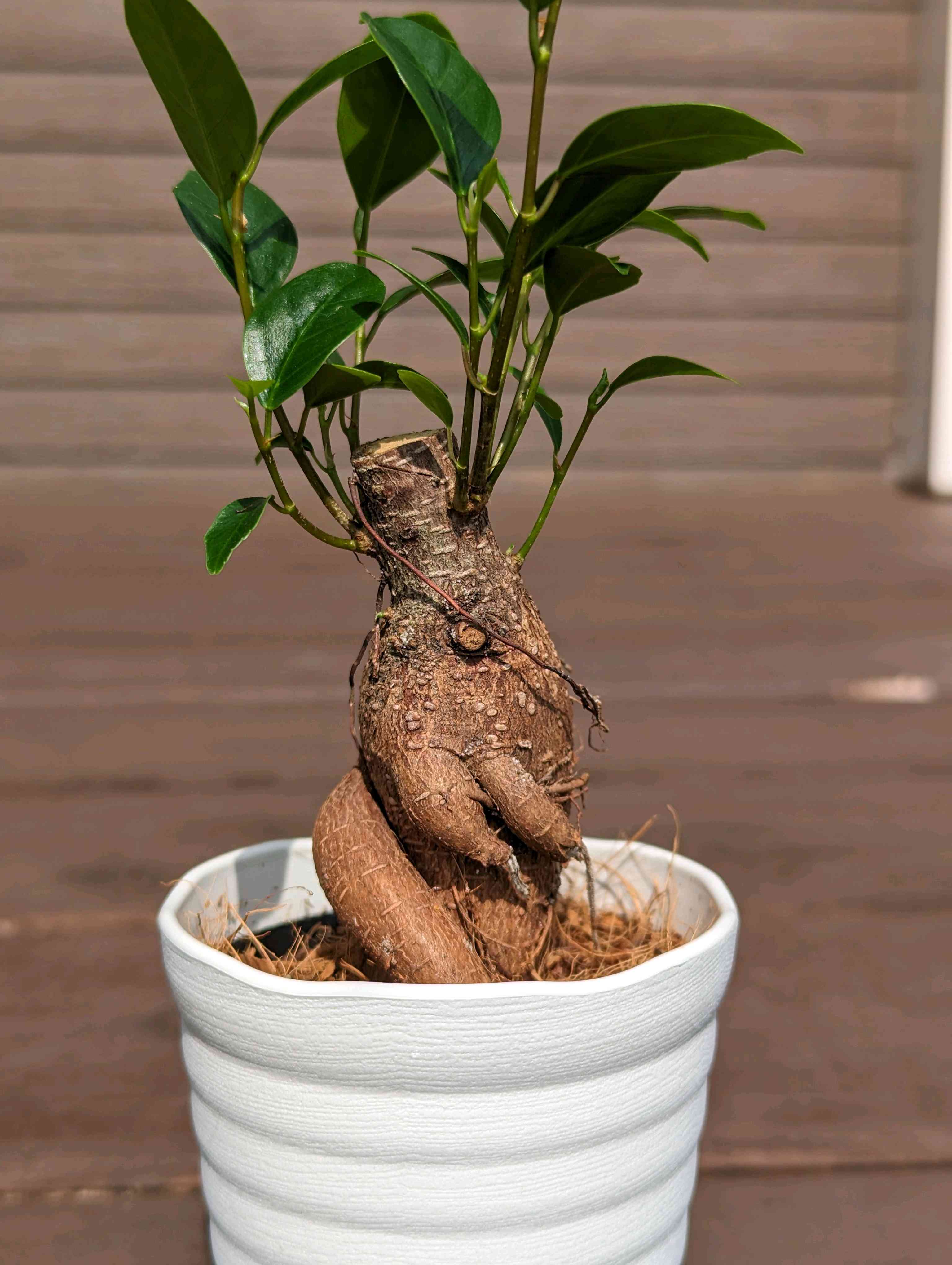 ガジュマルの投稿画像 by mariさん｜観葉植物と植物のある暮らしと