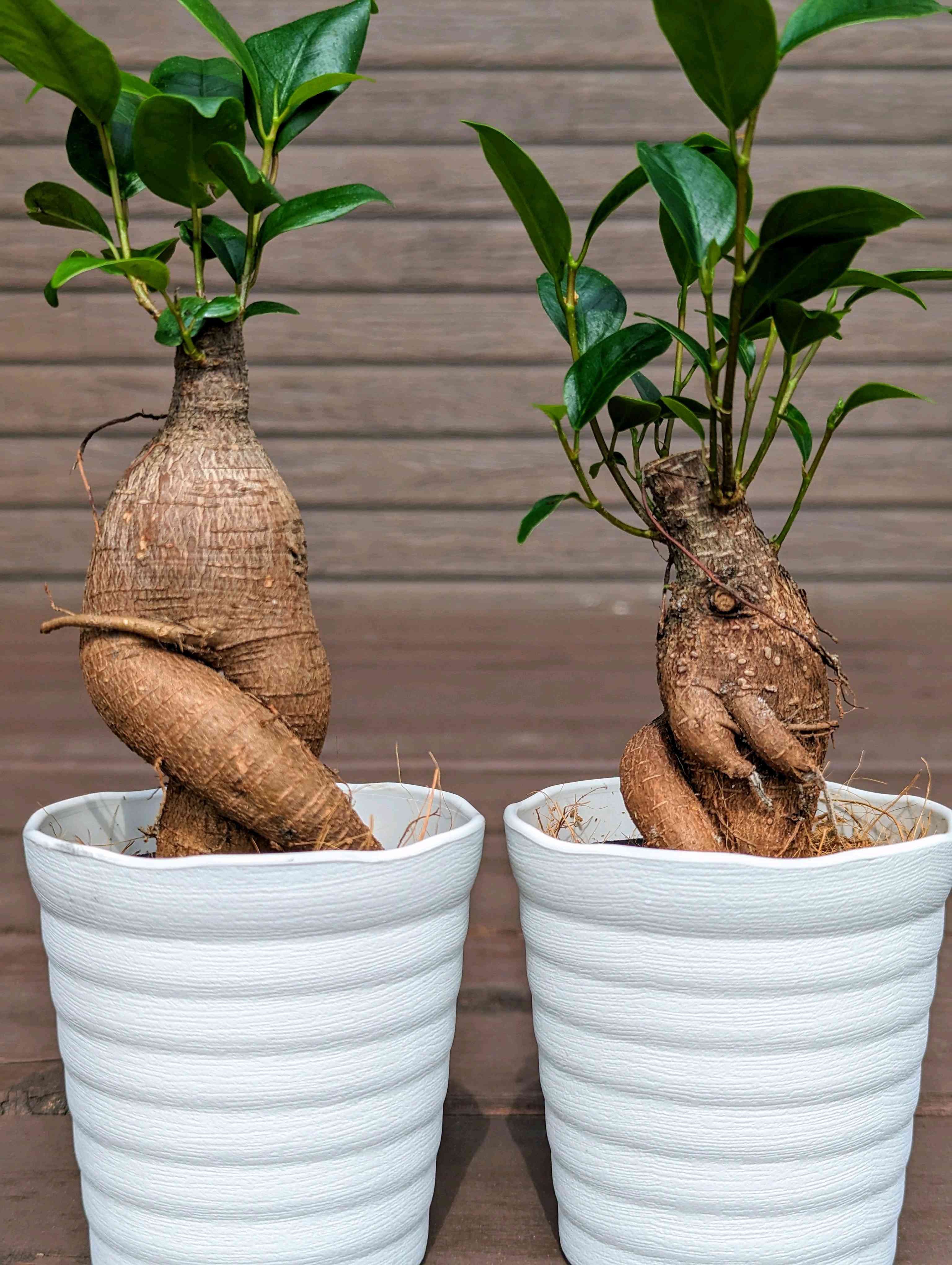 ガジュマルの投稿画像 by mariさん｜観葉植物と植物のある暮らしと