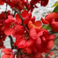 菜の花,木瓜(ボケ),木瓜(ボケ),木瓜(ボケ),ボケの蕾の画像