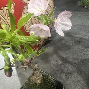 五葉松,旭山桜,カシワバゴム,苔玉,可愛いの画像