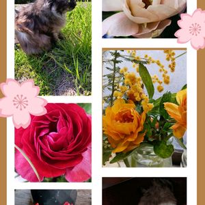 ニャンニャン 祭り,ニャンニャン 祭,切り花,花のある暮らし,ネコのいる暮らしの画像