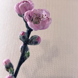 桃の花,花瓶,ピンクの花,枝もの,おひなさまの画像