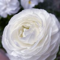 ラナンキュラス,パンジー,八重咲きパンジー・ラブリーシュシュ,白い花,花のある暮らしの画像