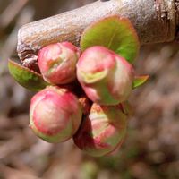 クロッカス,木瓜(ボケ),侘助(わびすけ,花韮（はなにら）,今日の お花の画像