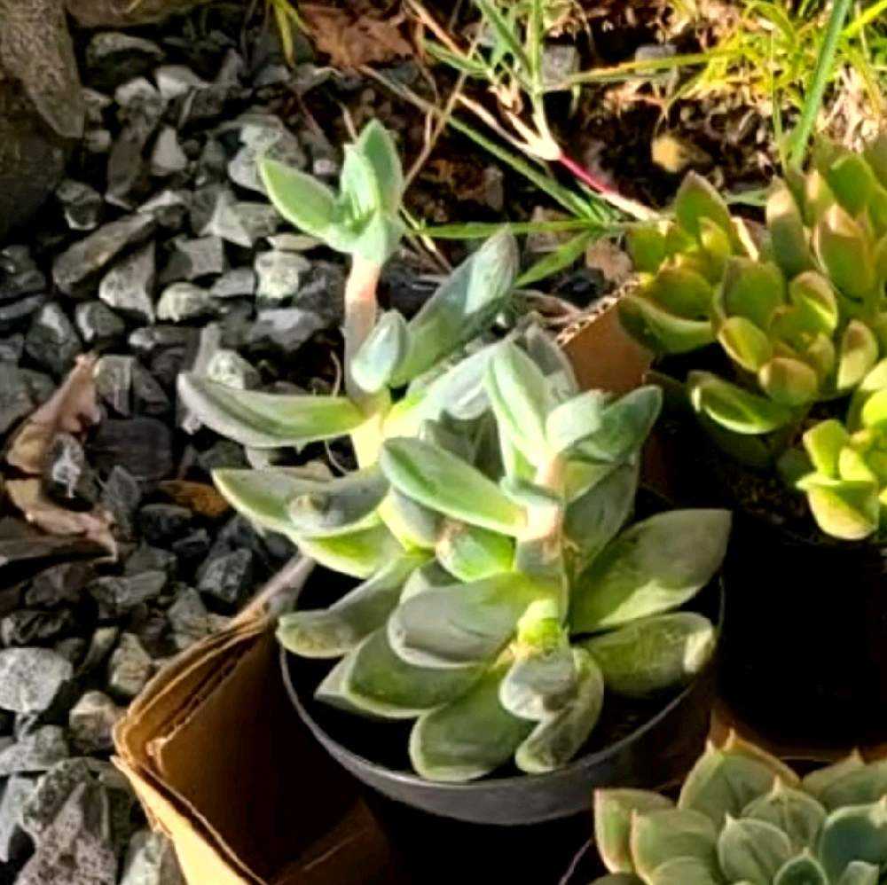 紫麗殿 の成長記録🤎💜｜🍀GreenSnap（グリーンスナップ）